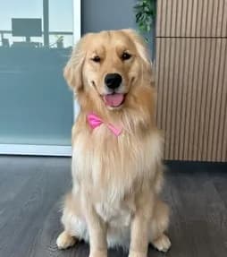 Lola, Golden retriever, posing after a fresh grooming session.